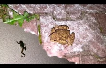 Żaby atakują - plaga egipska