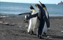 Śmieszna walka pingwinów