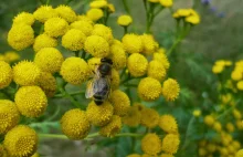 Tabletkarnia : Nie tylko miód - czyli co produkują pszczoły