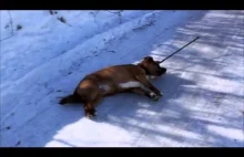 Pies nie cierpi zimy