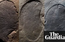 558m-year-old fossils identified as oldest known animal