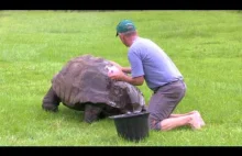 Jonatan, najstarszy znany żółw (184 lata) bierze kąpiel w swojej rezydencji :)
