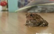 Co się stanie, gdy żaba zje robaczki świętojańskie (świetliki)