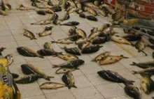 Skandal w hipermarkecie w Tychach. Kilkadziesiąt żywych karpi na podłodze...