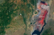 Landsat 8 wykonał zdjęcia śmiertelnie niebezpiecznego jeziora Natron w Tanzanii