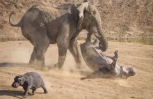 Słoń w furii atakuje hipopotama. Niezwykłe spotkanie ogromnych ssaków.