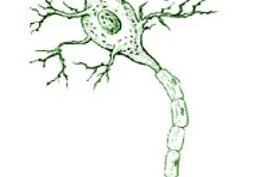 Odrastające nerwy - technologia już wkrótce dostępna!