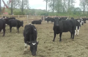 Są chętni do przygarnięcia bydła z Deszczna. Ich losy zależą od Głównego...