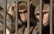 Indie: małpy zamordowały staruszka zbierającego chrust