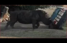 Nosorożec wyraźnie nie lubi gdy narusza się jego przestrzeń; ogromna siła