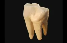 Ząb powiększony pod mikroskopem aż do poziomu atomowego