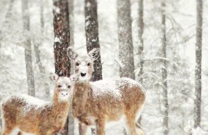 20 zapierających dech w piersiach zdjęć zimowego krajobrazu