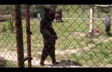 Niedźwiedź chodzący jak człowiek