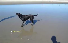 Pies tryskający wodą z tyłka podczas szczekania
