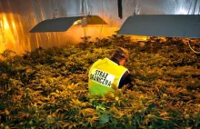 Trzeszczany (Lubelskie) - 100 krzaków marihuany, nielegalna uprawa zlikwidowana