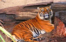 Aresztowania po konfiskacie skóry zagrożonego tygrysa i 4 płodów w słoju