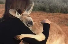 Niezwykła historia 13-letniego kangura. Każdego ranka przytula...