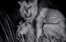Niesamowite portrety lwów z Serengeti od National Geographic