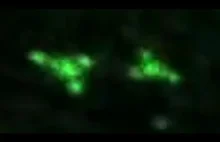 Trójkątne UFO nagrane za pomocą noktowizji (Germany on 09/18/2013)