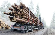 Czy spalanie biomasy drzewnej chroni klimat? W Polsce raczej nie