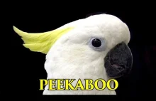 Urocza papuga bawi się w Peekaboo