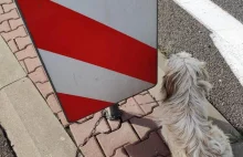 Policjanci uratowali psa, przywiązanego łańcuchem do znaku drogowego -...