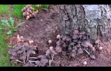 'Magical Mushrooms'