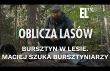 Bursztyn w lesie. Maciej szuka bursztyniarzy - [Oblicza lasów #66]