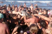 Młody delfin zginał, bo ludzie wyciągnęli go z wody i robili z nim sobie zdjęcia