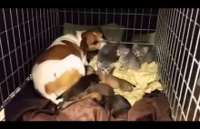 Psia mama adoptuje kociaki