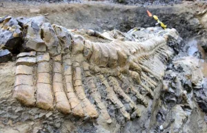 Odnaleziono dobrze zachowany ogon dinozaura w Meksyku