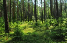 Niemcy: Ponad 180 tys ha lasów uległo zniszczeniu