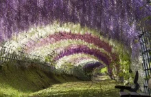 10 najpiękniejszych tuneli z drzew na świecie