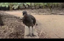 Lyrebird - Śmieszny ptaszek wydaje śmieszne dźwięki