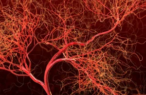Naukowcy wyhodowali doskonałe naczynia krwionośne