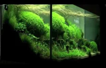 Aquascape - podwodne ogrody