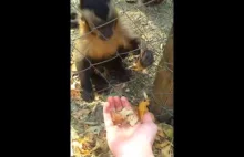 Małpka uczy człowieka