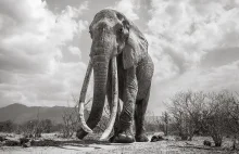 Ostatnie zdjęcia legendarnej „królowej słoni” przed jej śmiercią