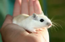 Nanotechnologia pozwala myszom widzieć w podczerwieni