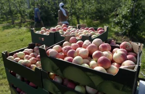 Wszystkie jabłka sprzedane pomimo rosyjskiego embarga.