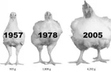 Gra w cykora czyli dylemat amerykańskich kurczaków