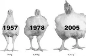 Gra w cykora czyli dylemat amerykańskich kurczaków