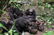 Dlaczego szympansy toczą wojny?