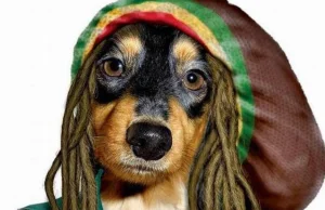Naukowcy twierdzą, że psy kochają reggae
