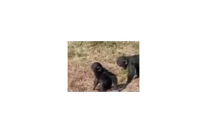 Poczucie humoru szympansów