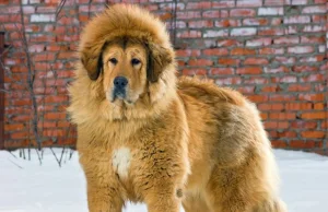 Chińskie zoo pod falą krytyki po tym jak lew okazał się być psem