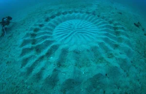 Kto tworzy skomplikowane kręgi w piasku na dnie oceanu?