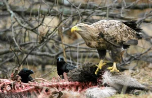 Puszcza Białowieska: Pierwotny puls padliny