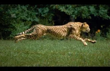 Gepard