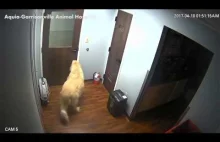 Pies ucieka ze szpitala dla zwierząt